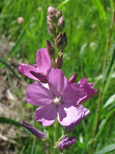 Sidalcea neomexicana 